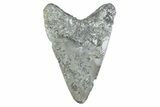 Fossil Megalodon Tooth - North Carolina #373159-1